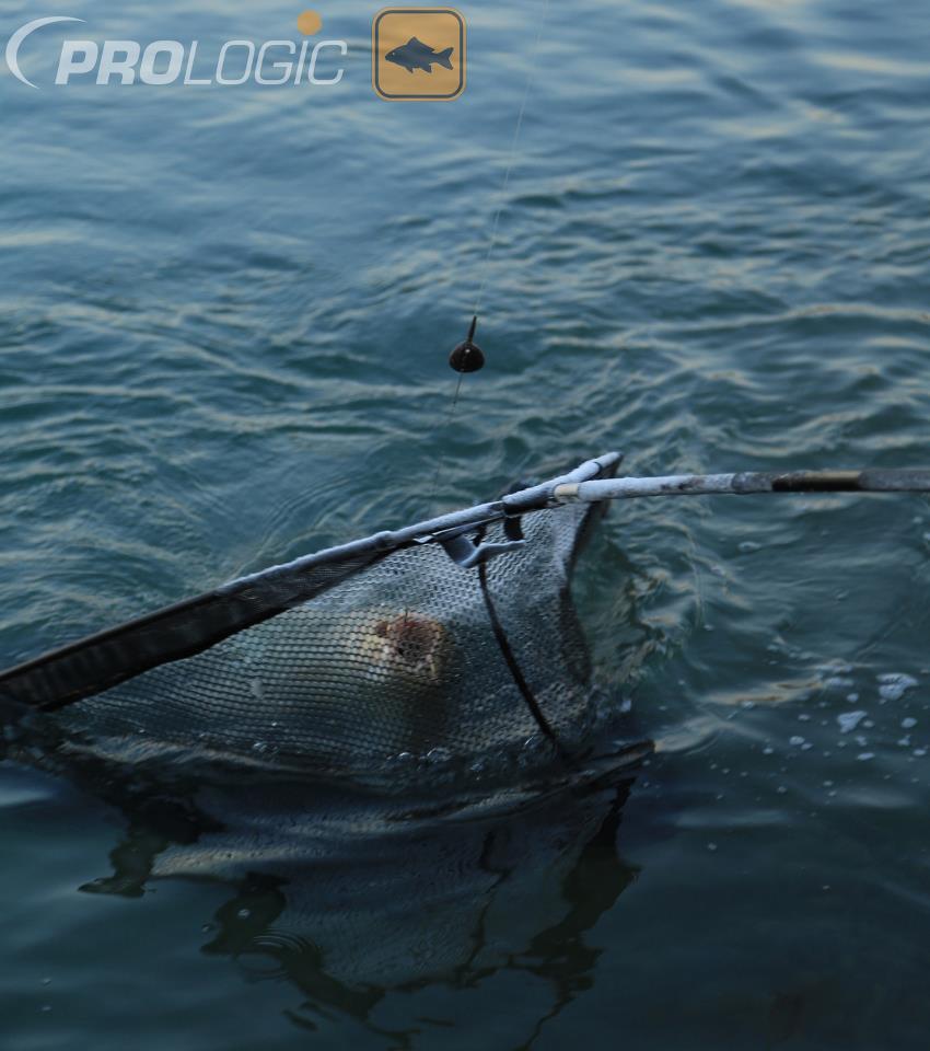 PROLOGIC - 463814513510082578041388106893n1.jpg